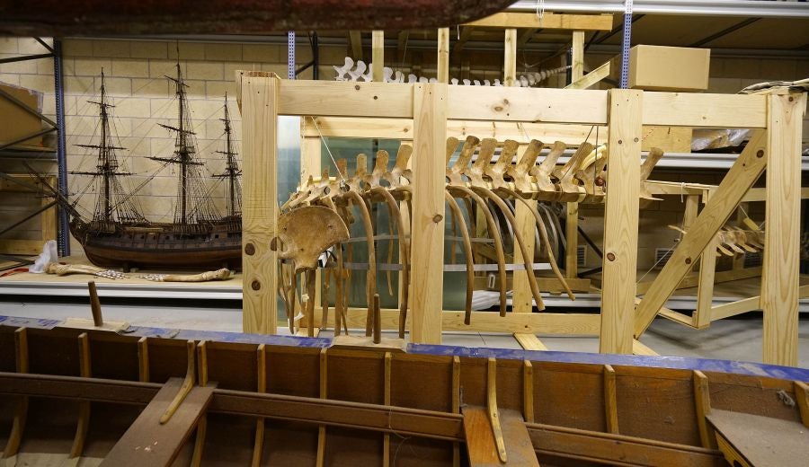 El Aquarium de Donostia ultima los detalles para exponer el esqueleto de un joven rorcual aliblanco hembra que apareció en 2000 cerca de Igeldo