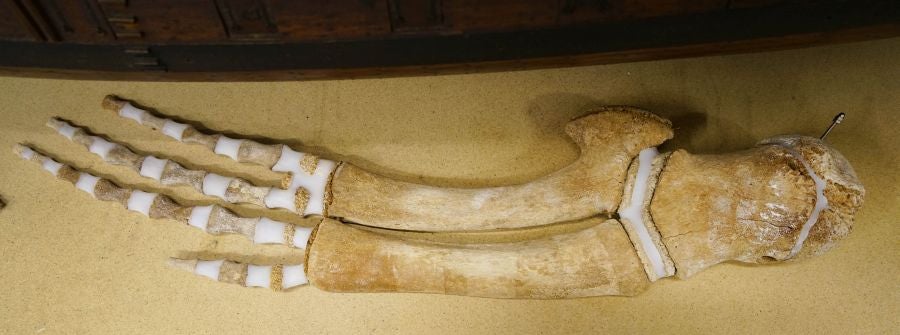 El Aquarium de Donostia ultima los detalles para exponer el esqueleto de un joven rorcual aliblanco hembra que apareció en 2000 cerca de Igeldo