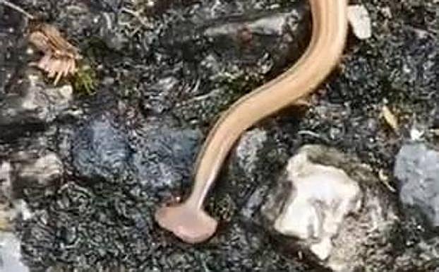 Imagen de la planaria que han avistado en Tolosa.