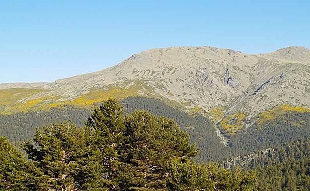Pinares del Parque Nacional de la Sierra del Guadarrama.
