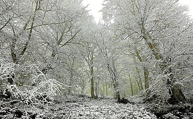 Galería. Los bosques de Aizkorri presentaban ayer un paisaje nevado y puramente invernal. 