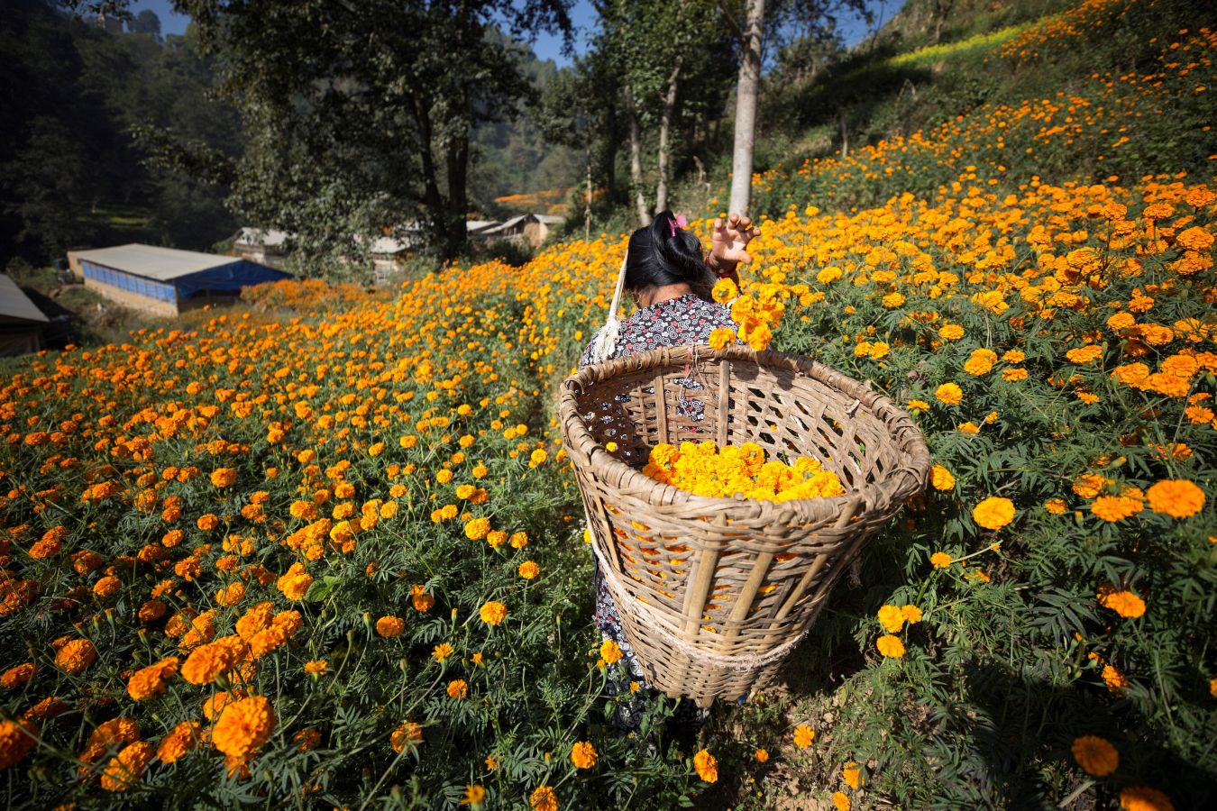 La flor del amaranto globoso se utiliza para formar guirnaldas y adorar a los dioses y animales durante el Festival del Diwali que comienza a celebrarse el 5 de noviembre. Por eso este viernes multitud de mujeres han iniciado la recolecta de estas flores. El festival, de cinco días de duración, es el segundo mayor evento para los hindúes en Nepal. 