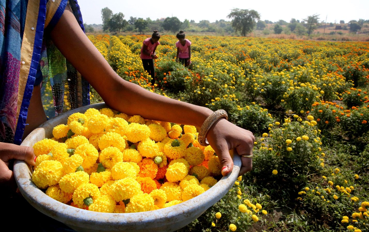 La flor del amaranto globoso se utiliza para formar guirnaldas y adorar a los dioses y animales durante el Festival del Diwali que comienza a celebrarse el 5 de noviembre. Por eso este viernes multitud de mujeres han iniciado la recolecta de estas flores. El festival, de cinco días de duración, es el segundo mayor evento para los hindúes en Nepal. 