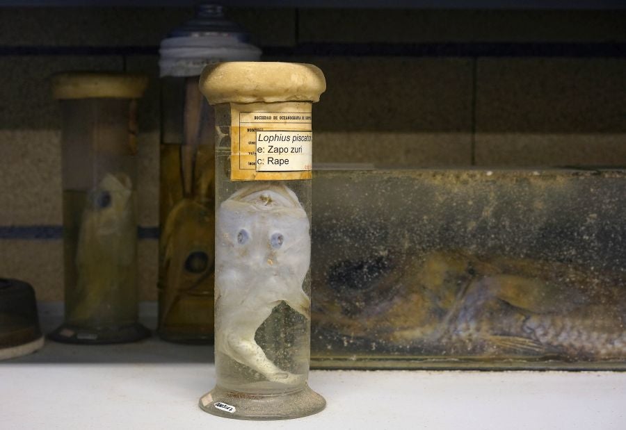 Un almacén oculto en un barrio de Donostia atesora miles de joyas que no tienen cabida en el Aquarium 