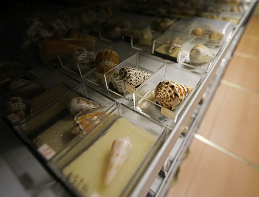 Un almacén oculto en un barrio de Donostia atesora miles de joyas que no tienen cabida en el Aquarium 