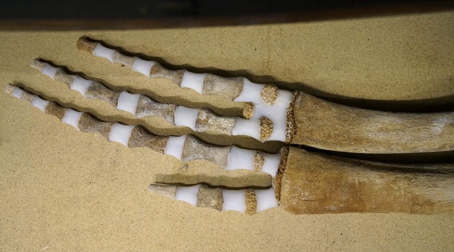 Un almacén oculto en un barrio de Donostia atesora miles de joyas que no tienen cabida en el Aquarium 