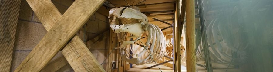 Un almacén oculto en un barrio de Donostia atesora miles de joyas que no tienen cabida en el Aquarium 