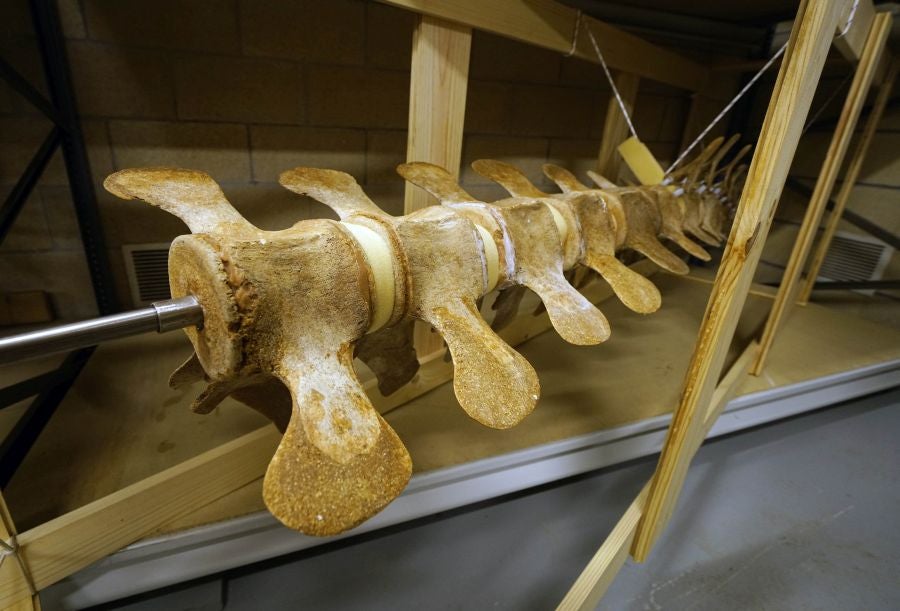 Un almacén oculto en un barrio de Donostia atesora miles de joyas que no tienen cabida en el Aquarium 