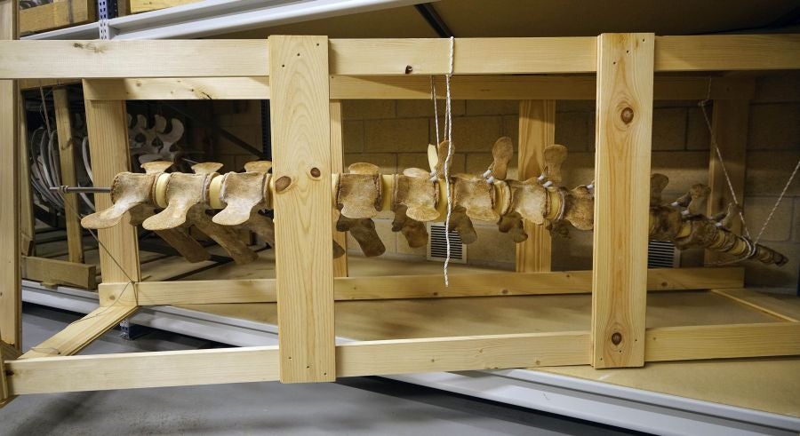 Un almacén oculto en un barrio de Donostia atesora miles de joyas que no tienen cabida en el Aquarium 