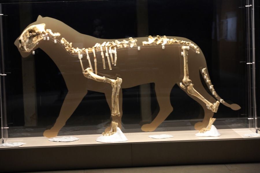 Además del espectacular esqueleto del león de Arrikutz, la exposición, cuenta con otras 16 piezas entre fósiles originales, réplicas y piezas de arte rupestre, así como con un audiovisual.