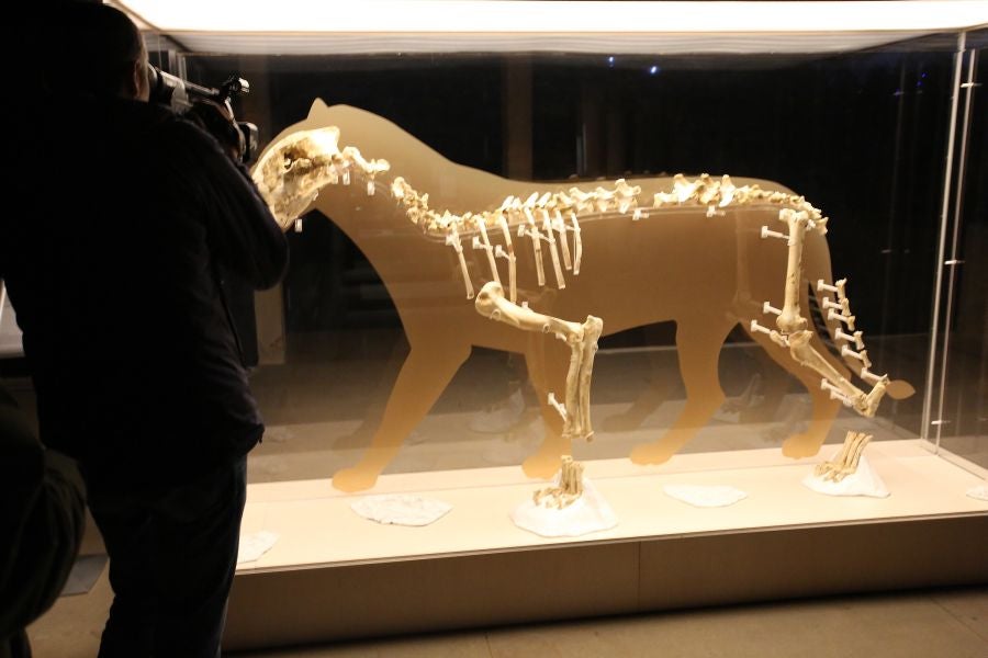 Además del espectacular esqueleto del león de Arrikutz, la exposición, cuenta con otras 16 piezas entre fósiles originales, réplicas y piezas de arte rupestre, así como con un audiovisual.