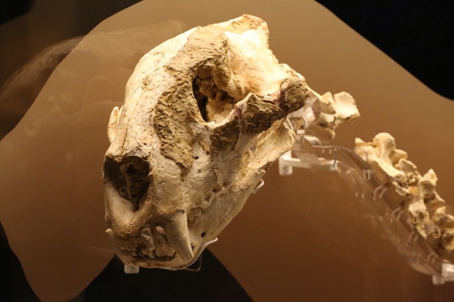 Además del espectacular esqueleto del león de Arrikutz, la exposición, cuenta con otras 16 piezas entre fósiles originales, réplicas y piezas de arte rupestre, así como con un audiovisual.