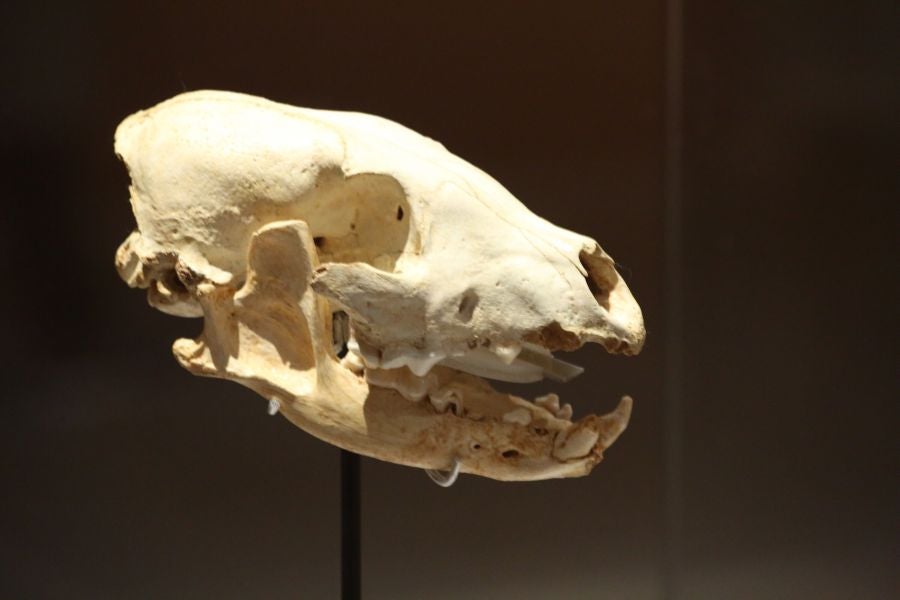 Además del espectacular esqueleto del león de Arrikutz, la exposición, cuenta con otras 16 piezas entre fósiles originales, réplicas y piezas de arte rupestre, así como con un audiovisual.