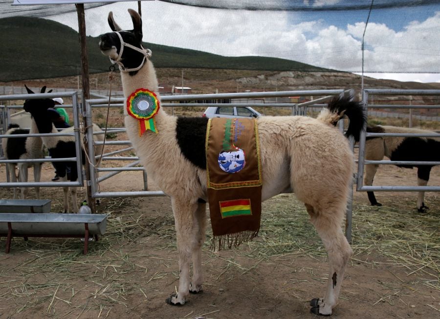 La localidad de Oruro en Bolivia acoge la Convención Mundial de Camélidos