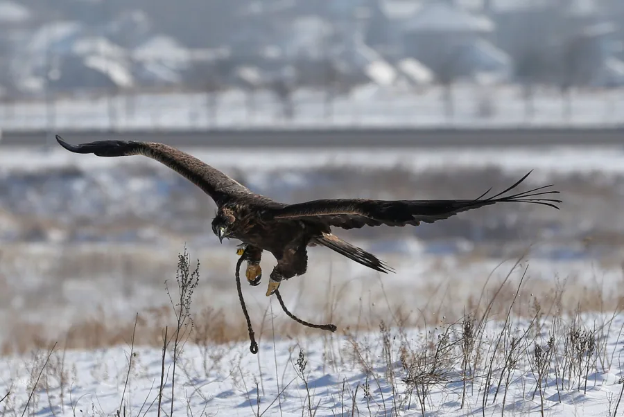 Los participantes del concurso de caza tradicional con cetrería en Almaty, Kazajistán, esperan su turno, con sus aves, bajo el frío invernal de diciembre.