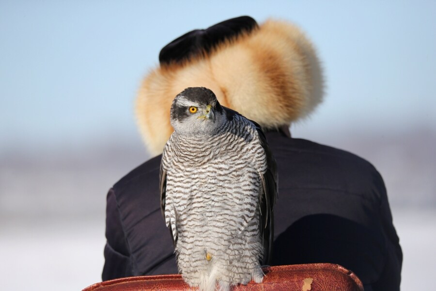 Los participantes del concurso de caza tradicional con cetrería en Almaty, Kazajistán, esperan su turno, con sus aves, bajo el frío invernal de diciembre.