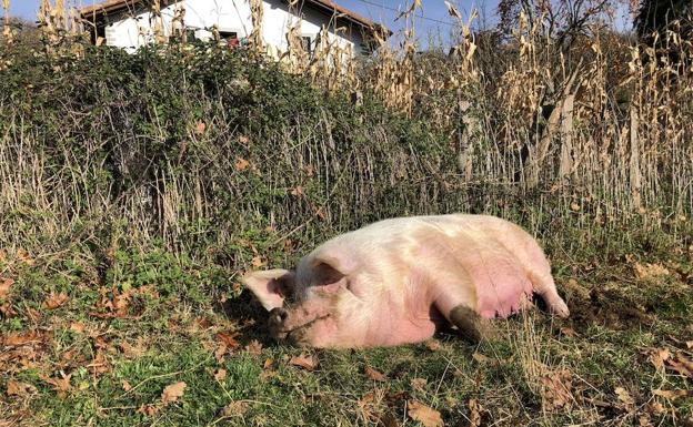 Imagen principal - Gilda ha paseado por el campo durante su presentación ante los medios