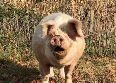 Imagen secundaria 1 - Gilda ha paseado por el campo durante su presentación ante los medios