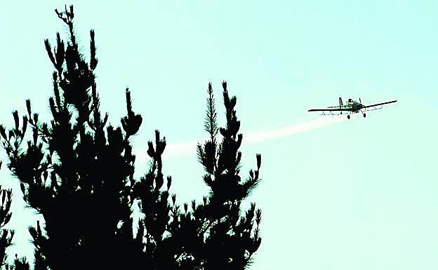 Médicos alertan del peligro de fumigar con avionetas los pinares de Euskadi