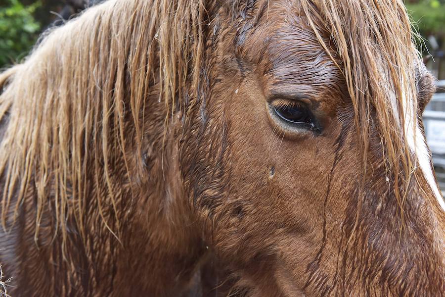 La Feria de Santa Lucía se ha celebrado este jueves con gran éxito en Zumarraga y Urretxu, con 414 puestos de venta de productos agrícolas, ganaderos, de repostería y artesanía.