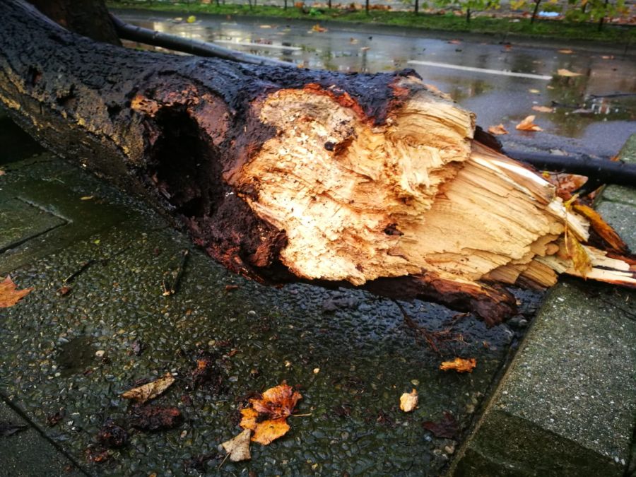 Una conductora ha resultado ilesa tras caer esta mañana un árbol en el paseo de Bizkaia de San Sebastián