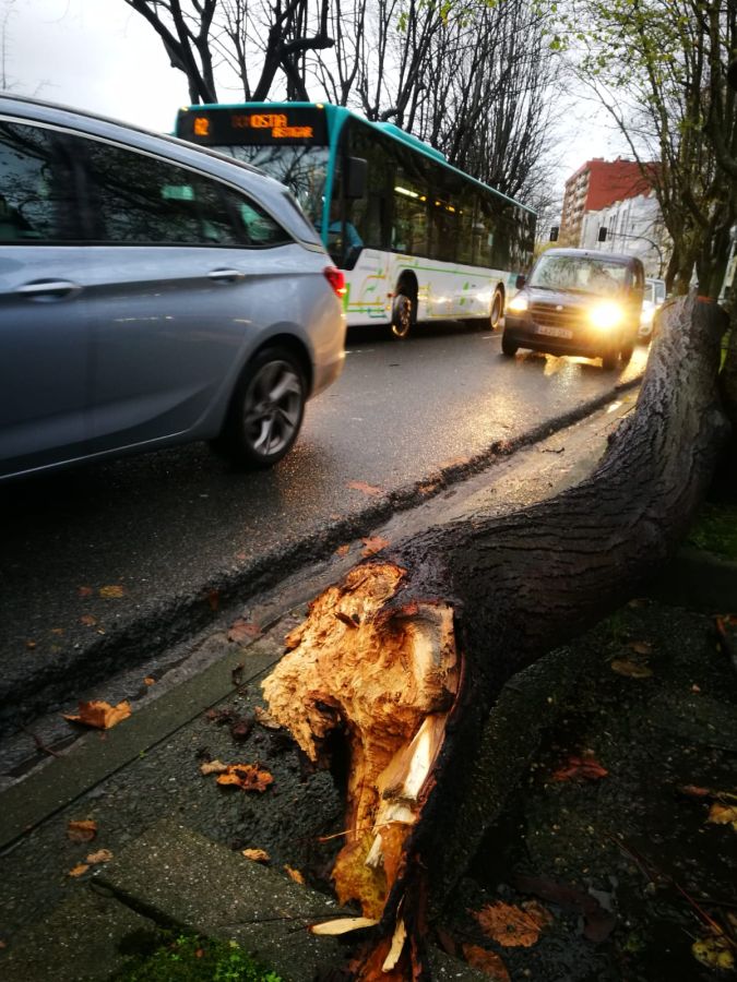 Una conductora ha resultado ilesa tras caer esta mañana un árbol en el paseo de Bizkaia de San Sebastián