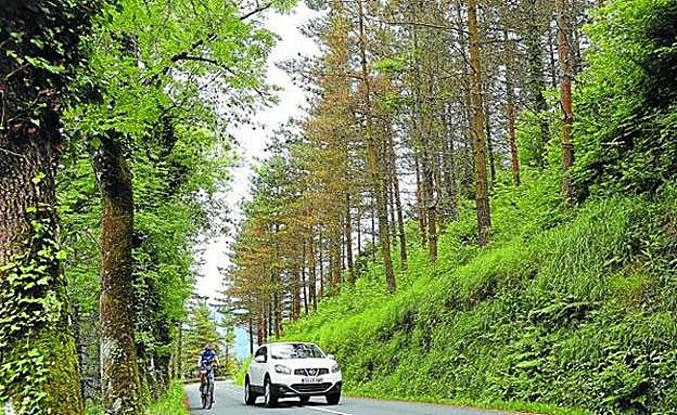 Una banda de pinos afectados por la plaga, a la derecha, en la carretera a Arrate, en Eibar. 
