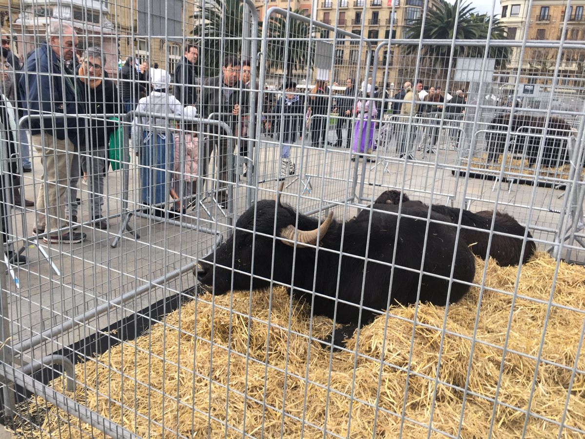 Donostia se viste de tradición y buen ambiente por Santo Tomás. Los diferentes puestos de talos y txistorra funcionan a pleno rendimiento desde primera hora, y los puestos de verduras, frutas, reposteria, pan y artesanías contribuyen a dar color a la ciudad. 