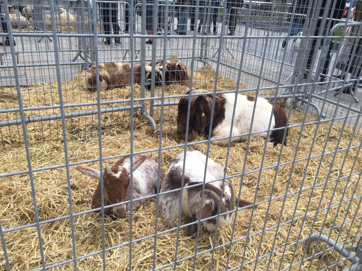 Donostia se viste de tradición y buen ambiente por Santo Tomás. Los diferentes puestos de talos y txistorra funcionan a pleno rendimiento desde primera hora, y los puestos de verduras, frutas, reposteria, pan y artesanías contribuyen a dar color a la ciudad. 