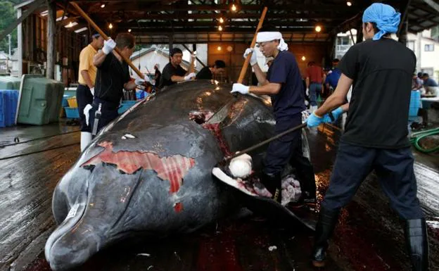 Imagen de una ballena tras ser cazada en Japón. 