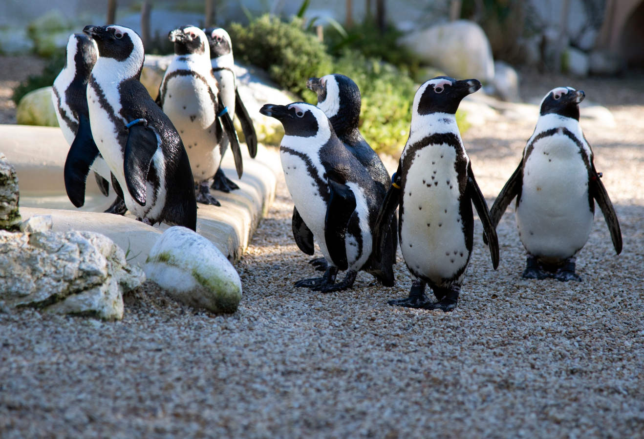 Pingüinos africanos pasean por su recinto durante la apertura de una nueva área reservada para ellos en Bioparco en Roma. Se distribuyen a lo largo de las costas rocosas africanas ubicadas en el extremo sur, abarcando parte de Namibia, Sudáfrica e islas circundantes como Hollamsbird, Dassen, Dyer y otras veintiuna islas y en la Patagonia chilena-argentina en Sudamérica. 