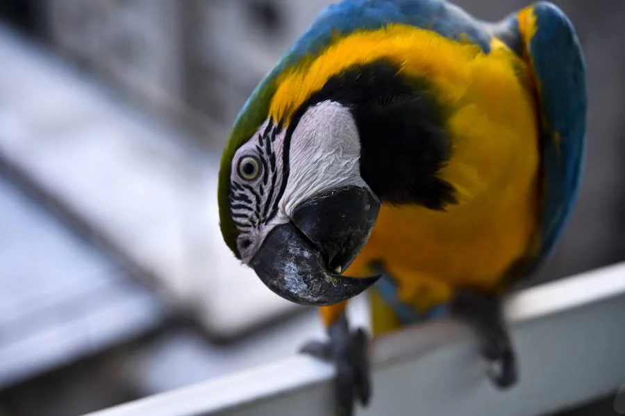 Coloridas guacamayas silvestres surcan el cielo de Caracas. Estridentes y mayormente dóciles, se posan en balcones en busca de alimento, una cercanía no siempre apropiada para su supervivencia. Sus plumajes son una paleta que combina rojos, azules, verdes, amarillos o anaranjados. Con los primeros rayos de sol o al caer la tarde emprenden su vuelo zigzagueante entre palmeras y edificios.