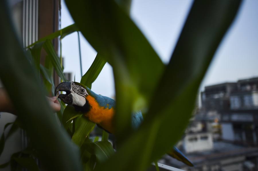 Coloridas guacamayas silvestres surcan el cielo de Caracas. Estridentes y mayormente dóciles, se posan en balcones en busca de alimento, una cercanía no siempre apropiada para su supervivencia. Sus plumajes son una paleta que combina rojos, azules, verdes, amarillos o anaranjados. Con los primeros rayos de sol o al caer la tarde emprenden su vuelo zigzagueante entre palmeras y edificios.