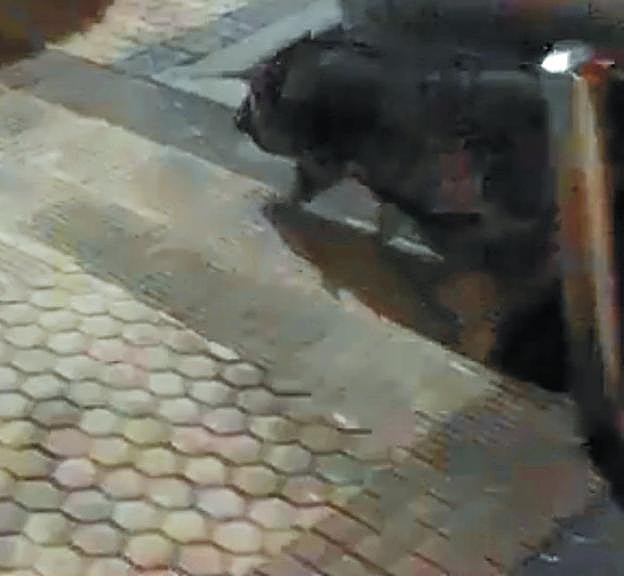 El cerdo vietnamita camina por la acera. 