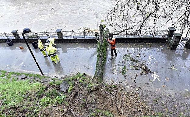 Árbol caído en Tolosa