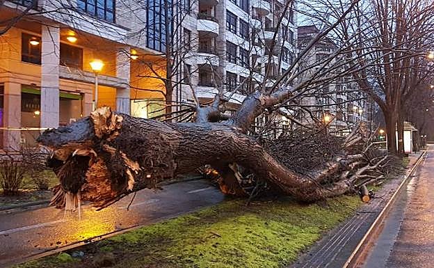 Imagen. Un árbol de gran tamaño ha caído esta noche sobre el bidegorri de la avenida de Tolosa, en San Sebastián. 