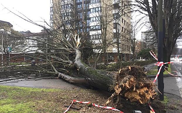 Árbol caído en la Avenida de Tolosa de Donostia