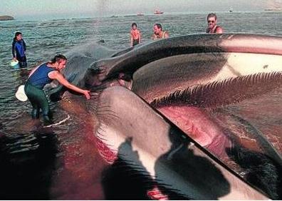Imagen secundaria 1 - Arriba, el 2 de enero de 2005 apareció muerta una ballena de 20 metros de longitud cerca del Cabo Matxitxako. Abajo a la izquierda, en noviembre de 1997 un rorcual perteneciente a una colonia procedente de Escocia encalló en Oriñón. Abajo a la derecha, los expertos no pudieron certificar las causas. «Puede ser cualquier cosa, una enfermedad, un mal golpe e incluso el ataque de otra especie».
