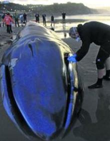 Imagen secundaria 2 - Arriba, el 2 de enero de 2005 apareció muerta una ballena de 20 metros de longitud cerca del Cabo Matxitxako. Abajo a la izquierda, en noviembre de 1997 un rorcual perteneciente a una colonia procedente de Escocia encalló en Oriñón. Abajo a la derecha, los expertos no pudieron certificar las causas. «Puede ser cualquier cosa, una enfermedad, un mal golpe e incluso el ataque de otra especie».