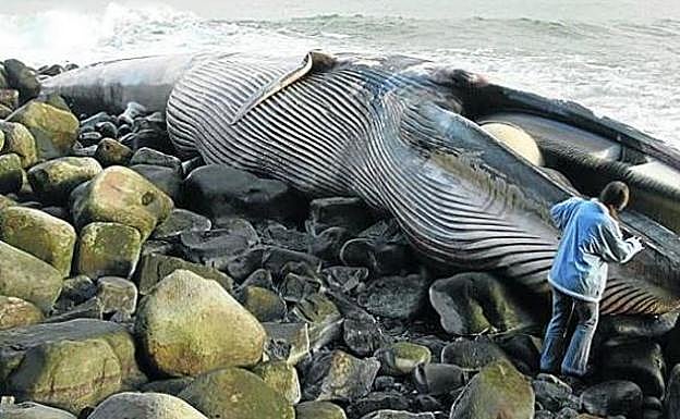 Imagen principal - Arriba, el 2 de enero de 2005 apareció muerta una ballena de 20 metros de longitud cerca del Cabo Matxitxako. Abajo a la izquierda, en noviembre de 1997 un rorcual perteneciente a una colonia procedente de Escocia encalló en Oriñón. Abajo a la derecha, los expertos no pudieron certificar las causas. «Puede ser cualquier cosa, una enfermedad, un mal golpe e incluso el ataque de otra especie».