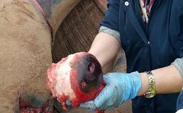 Uno de los ojos de la ballena aparecida en Sopela.