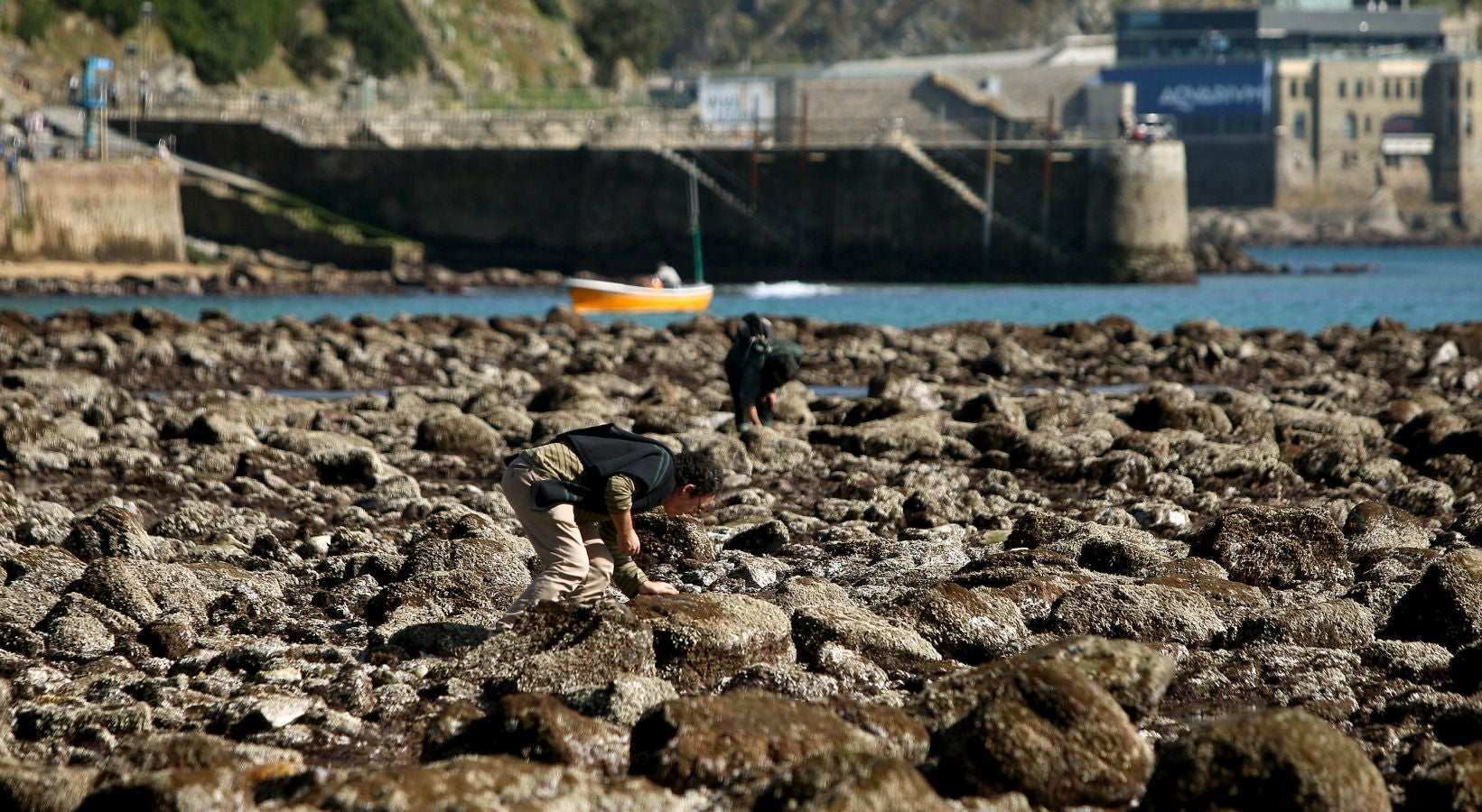 Las mareas vivas de estos días están dejando imágenes impresionantes en la costa guipuzcoana. Este jueves por la mañana el fondo marino de la playa donostiarra de Ondarreta ha quedado a la vista de los curiosos.