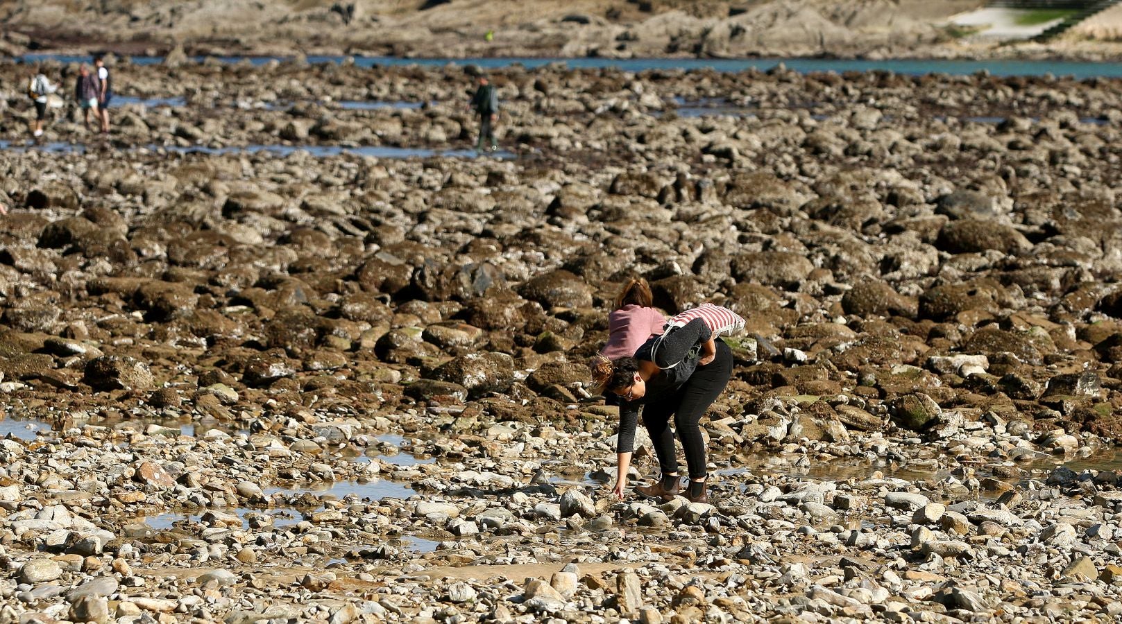 Las mareas vivas de estos días están dejando imágenes impresionantes en la costa guipuzcoana. Este jueves por la mañana el fondo marino de la playa donostiarra de Ondarreta ha quedado a la vista de los curiosos.