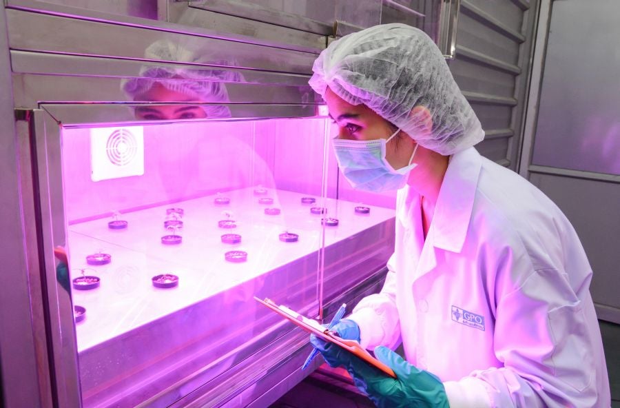 La Organización Gubernamental Farmacéutica (GPO, siglas en inglés) en Pathum Tani, Tailandia ha inaugurado el invernadero para plantar el primer cultivo legal de marihuana para su uso médico.