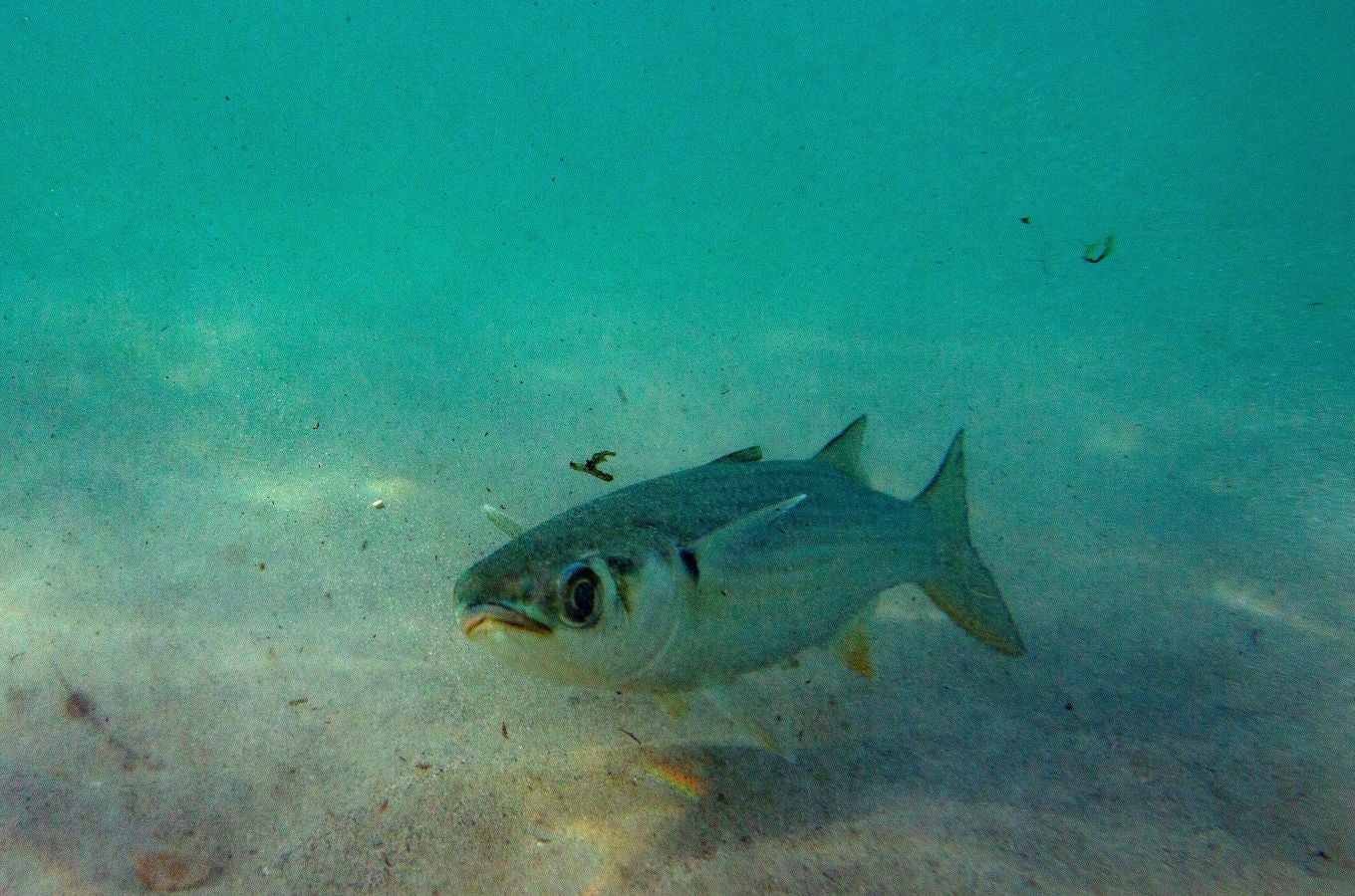 El país africano desecha cada año decenas de miles de toneladas de plástico que acaba en el fondo del océano. Un problema que no solo afecta a su población costera, sino también a su economía. Debido a la falta de mecanismos de gestión de estos residuos por parte de los ayuntamientos, las comunidades han realizado sus propias limpiezas en algunas aldeas. Los ecologistas piden un cambio de política respecto al uso del plástico por parte del gobierno de Senegal.