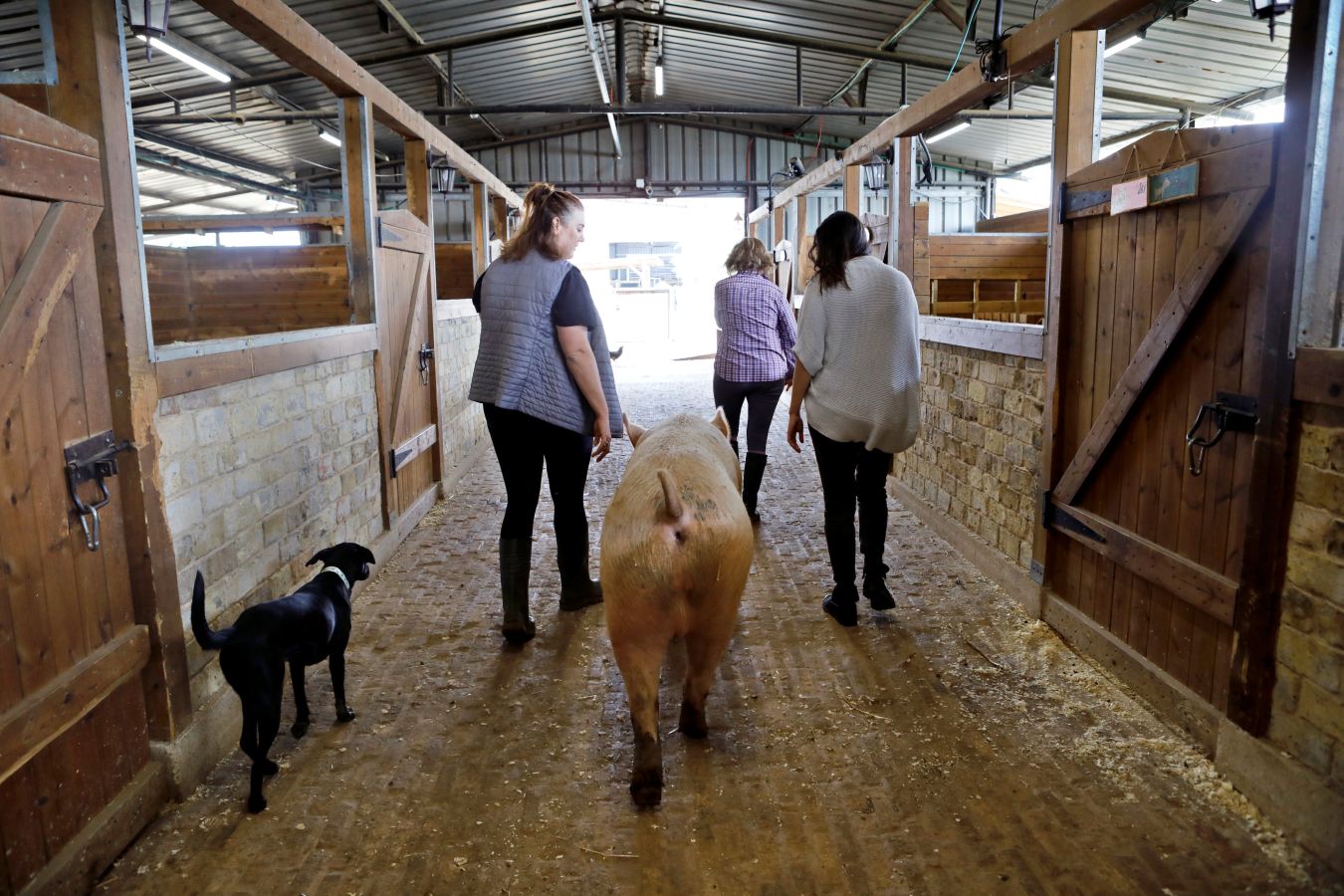 El cerdo 'Omri', la vaca 'Nir', la oveja 'Gary' u 'Omer', una cabra ciega, han encontrado una nueva oportunidad en el refugio Freedom Farm de Israel, que acoge a animales con alguna discapacidad