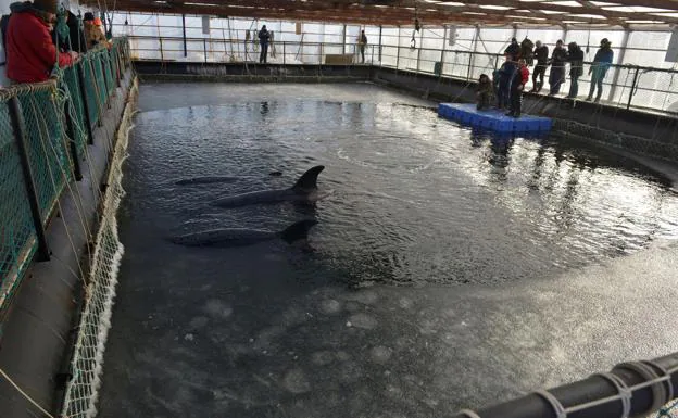 La cárcel de ballenas más grande del mundo, un problema de imagen para Putin