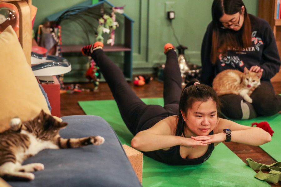 Un local de Nueva York ofrece una novedosa variante de la disciplina en la que los usuarios pueden acudir acompañados de sus mascotas felinas. 