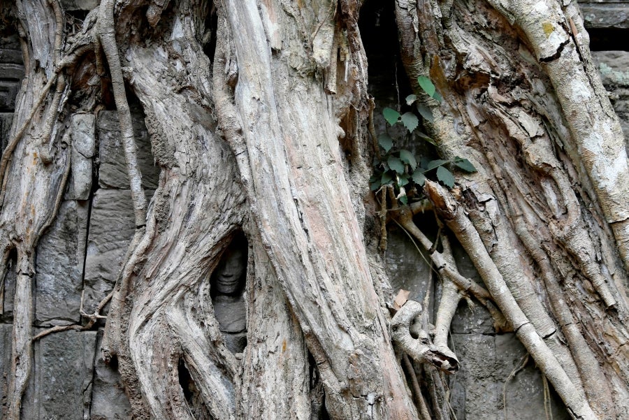 El templo de Ta Prohm se esconde en el frondoso bosque de la provincia de Siem Reap, Camboya. La construcción, de finales del siglo XII, es famosa por integrarse con la naturaleza y por haber sido escenario del vídeo juego de Tom Raider. 
