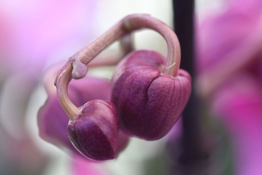 La localidad de Segura ha acogido este domingo su tradicional Feria de Flores y Plantas de Primavera
